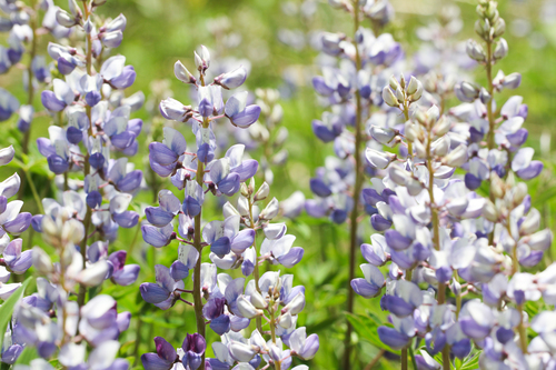 Wild Lupine, the blue spike that lights up May roadsides