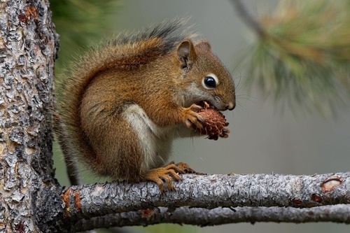 American Red Squirrel, the loudest small mammal in the northern woods