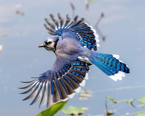 Blue Jay, the loudest blue bird at every feeder
