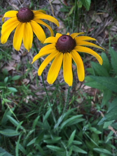 Black-eyed Susan, the bright yellow flower that owns summer fields