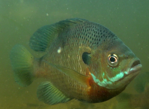 Bluegill, the pan-shaped fish every kid catches first