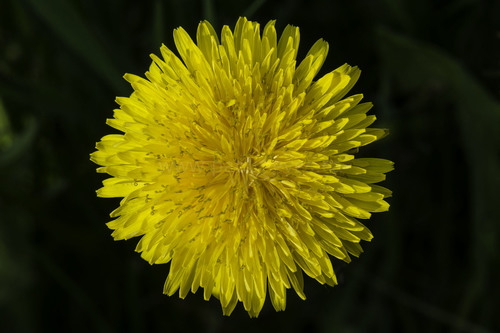 Common Dandelion, the yellow weed every kid already knows