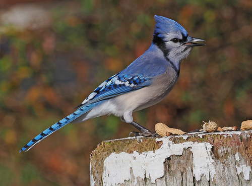 Blue Jay, the bold blue bird that bosses every backyard