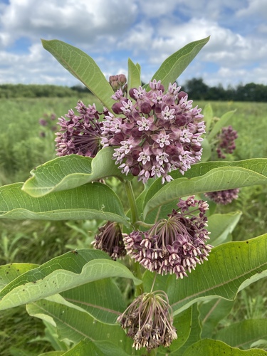 Common Milkweed, the plant that feeds every monarch caterpillar