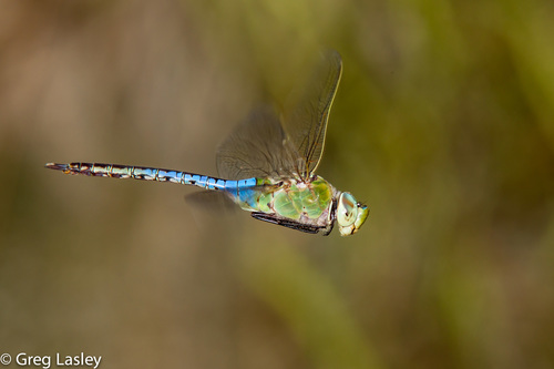 Common Green Darner, the giant dragonfly that migrates like a bird