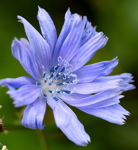 Common Chicory, the sky-blue flower that closes by noon