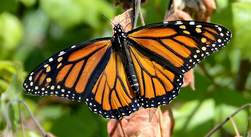 Monarch Butterfly, the orange traveler that flies to Mexico every year