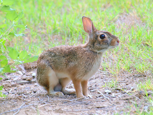Eastern Cottontail, the brown rabbit with the fluffy white tail