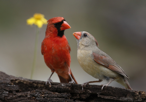 Northern Cardinal, the bright red bird every backyard knows