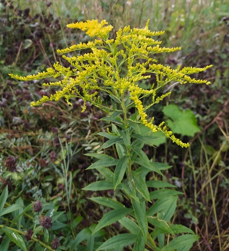 Canada Goldenrod, the late summer field that turns pure yellow